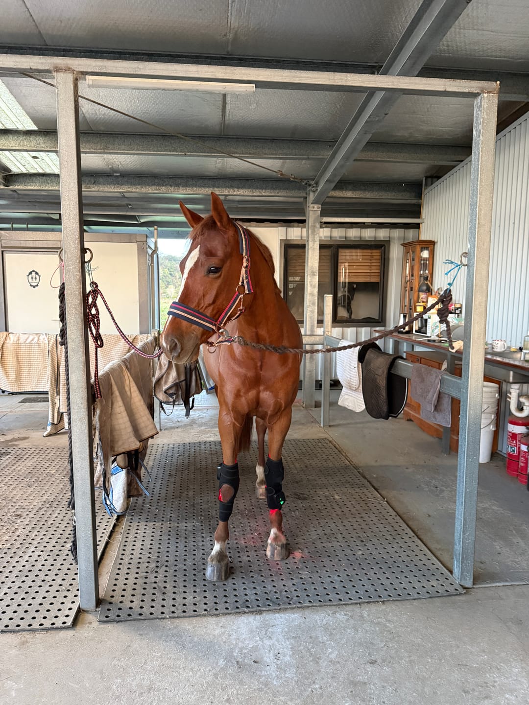 Customer photo review of HorseHalo™  HaloHocks