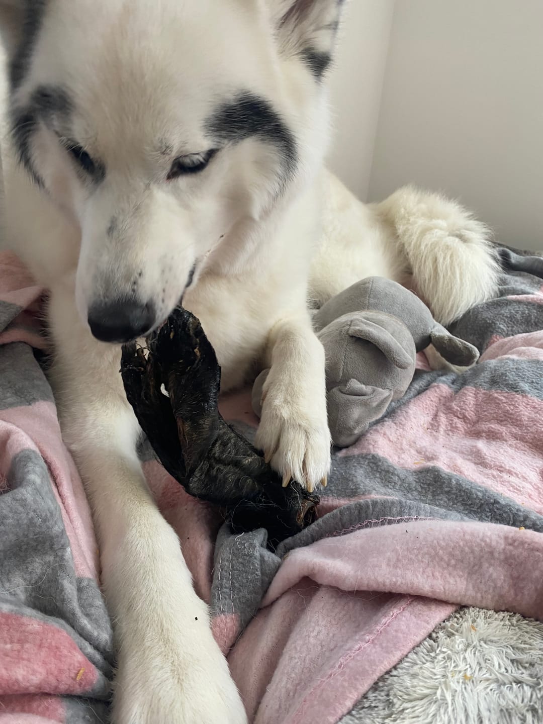 Customer photo review of Beef Trachea (200g)