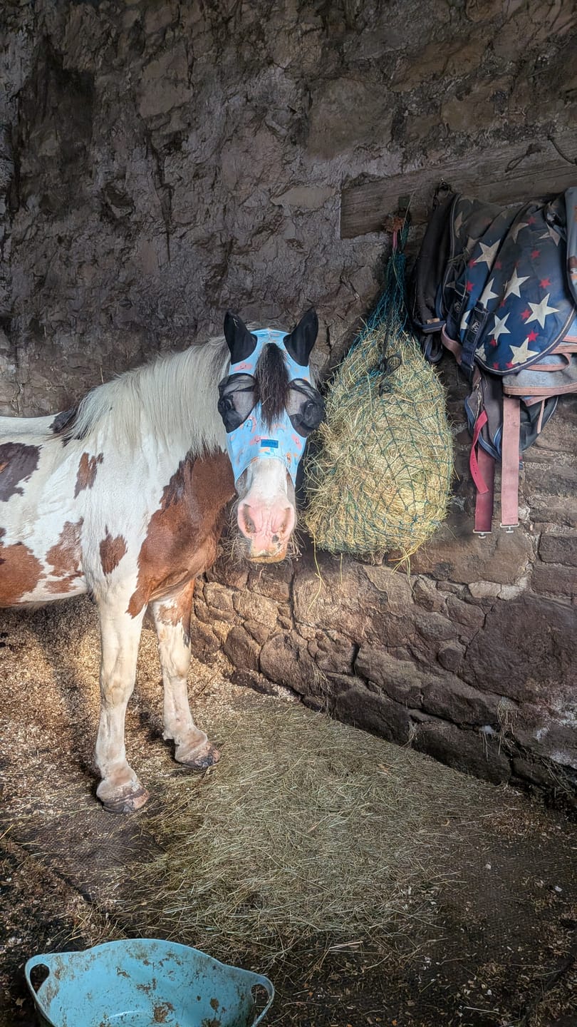 Customer photo review of NEW Rain Or Shine Fly Mask