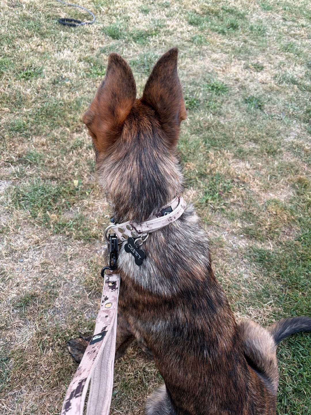Customer photo review of Extreme Buckle Camo Beige - Starkt och säkert hundhalsband