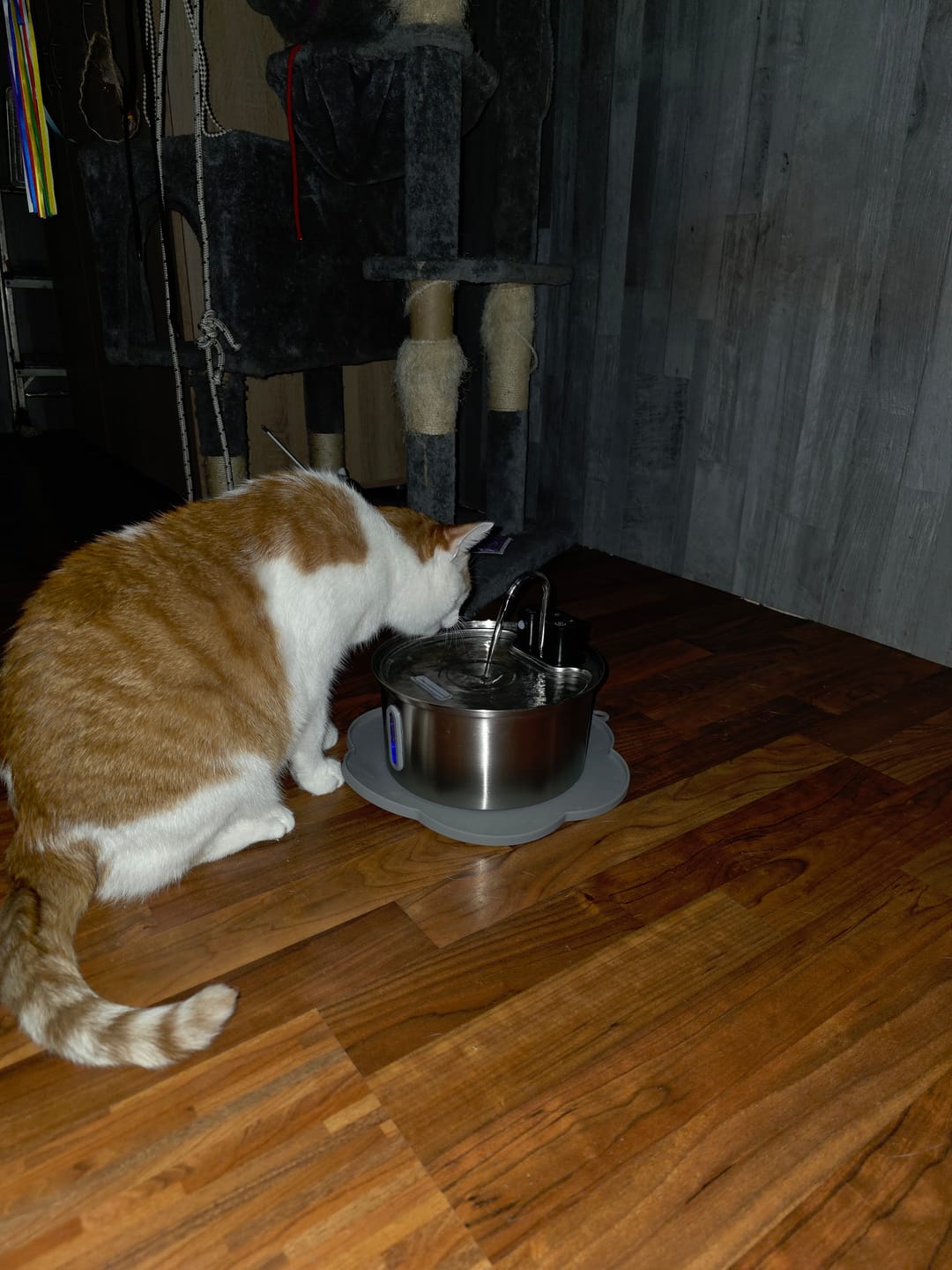 Customer photo review of NordFlow 2.0 Katzenbrunnen