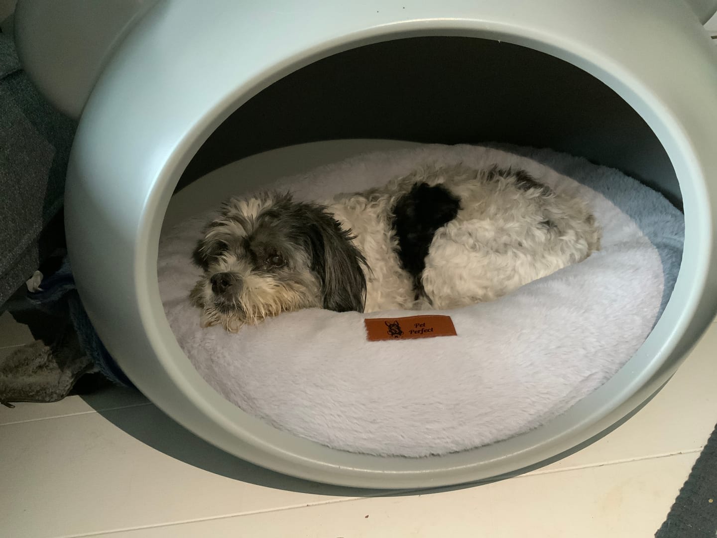 Customer photo review of Pet Perfect Orthopedische Donutmand