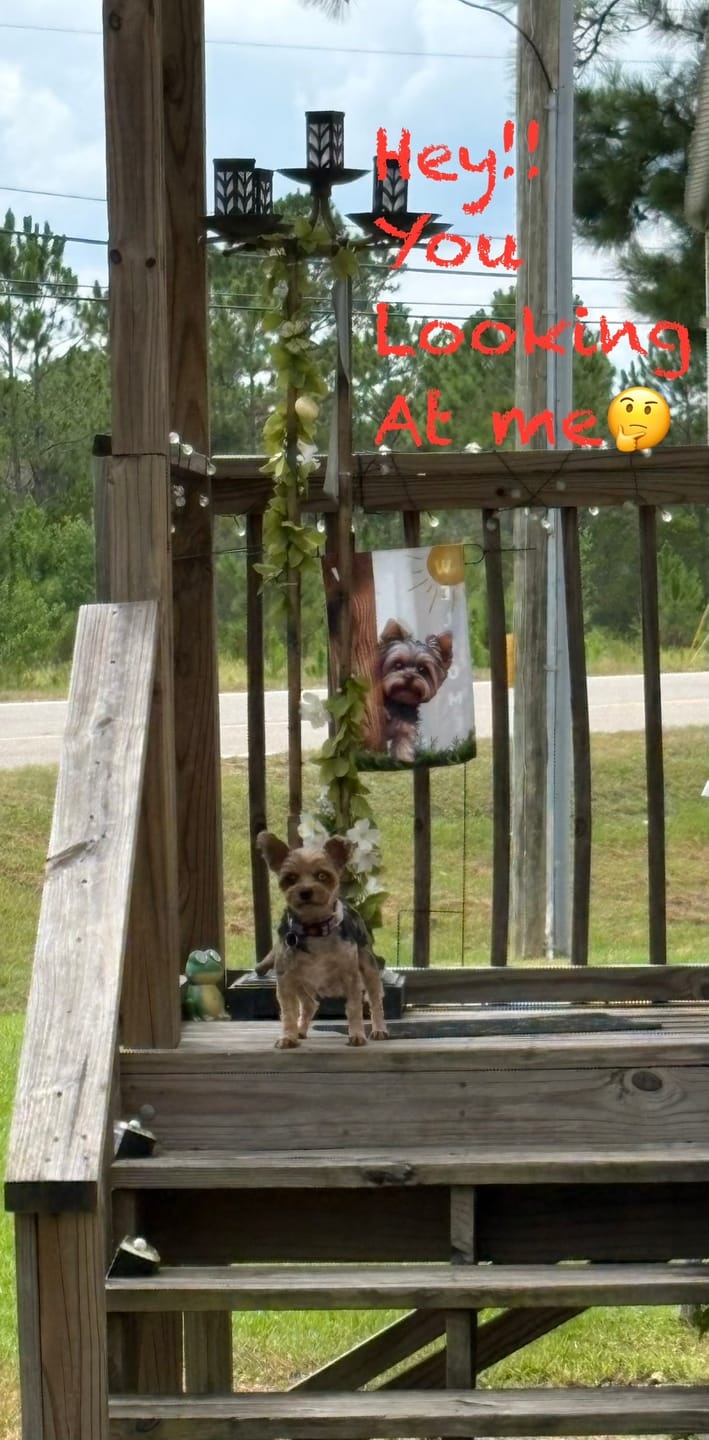Customer photo review of Simparica TRIO - Triple Protection for Dogs in One Tasty Monthly Chew