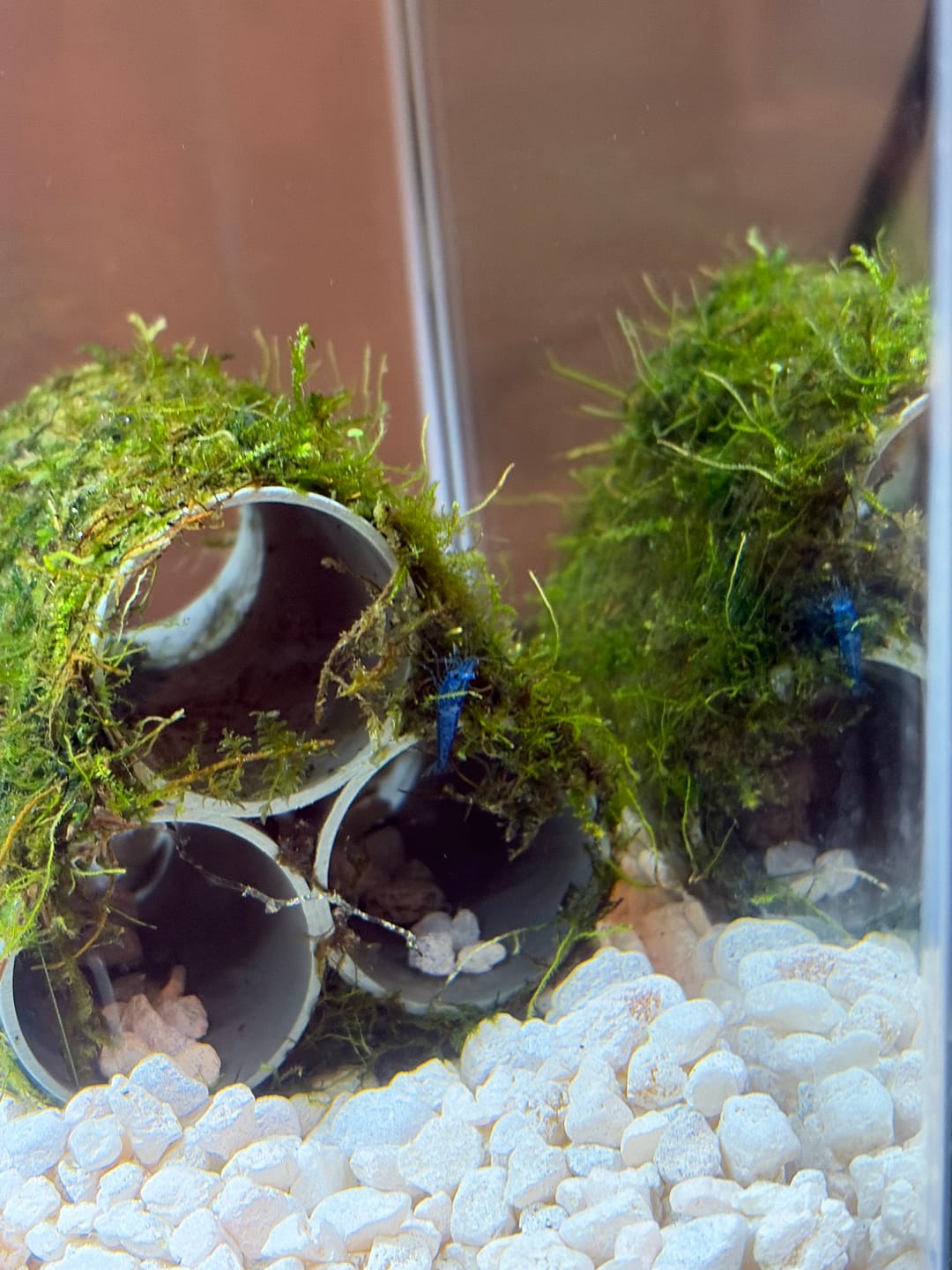 Customer photo review of Skittles Shrimp