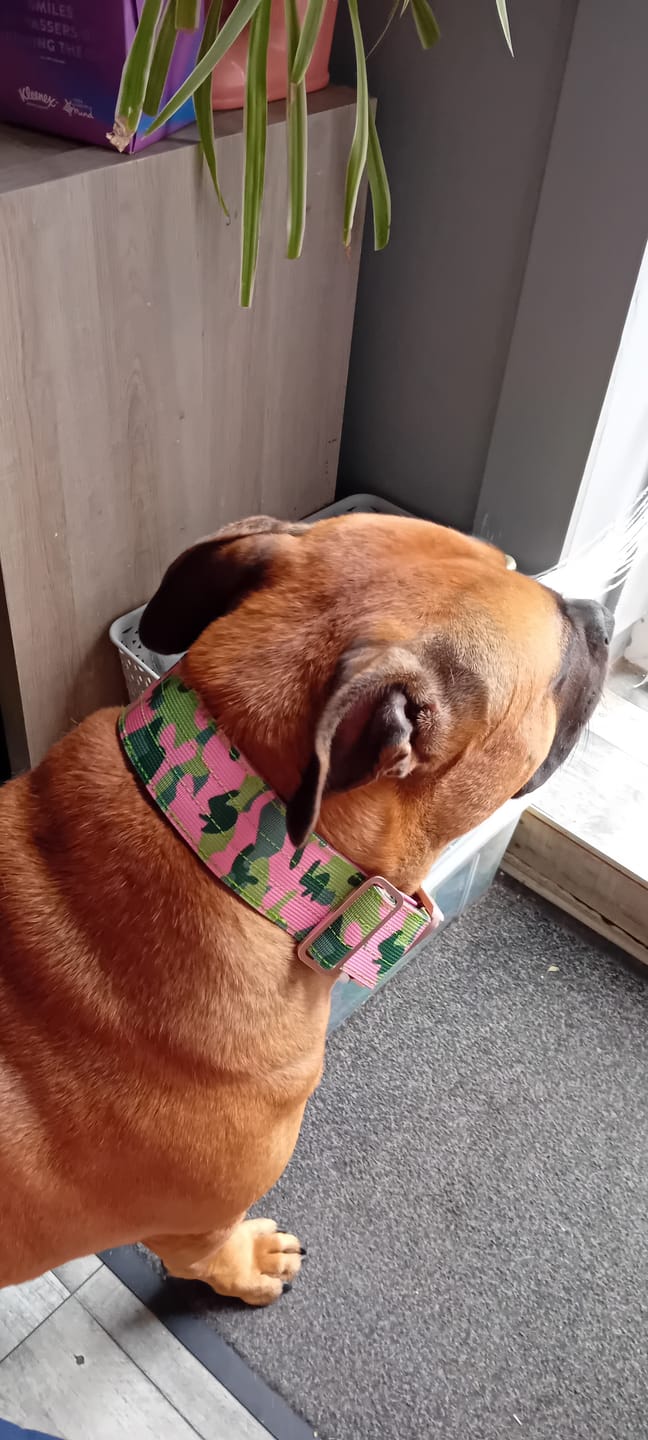 Customer photo review of 5cm Lighter Combat® Collar | With Handle & Secure Clip - Pink Camouflage