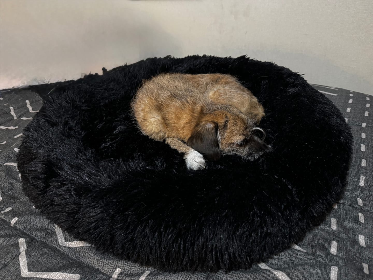 Customer photo review of Cama Anti-Estrés THE DOGS — Menos ansiedad, más descanso