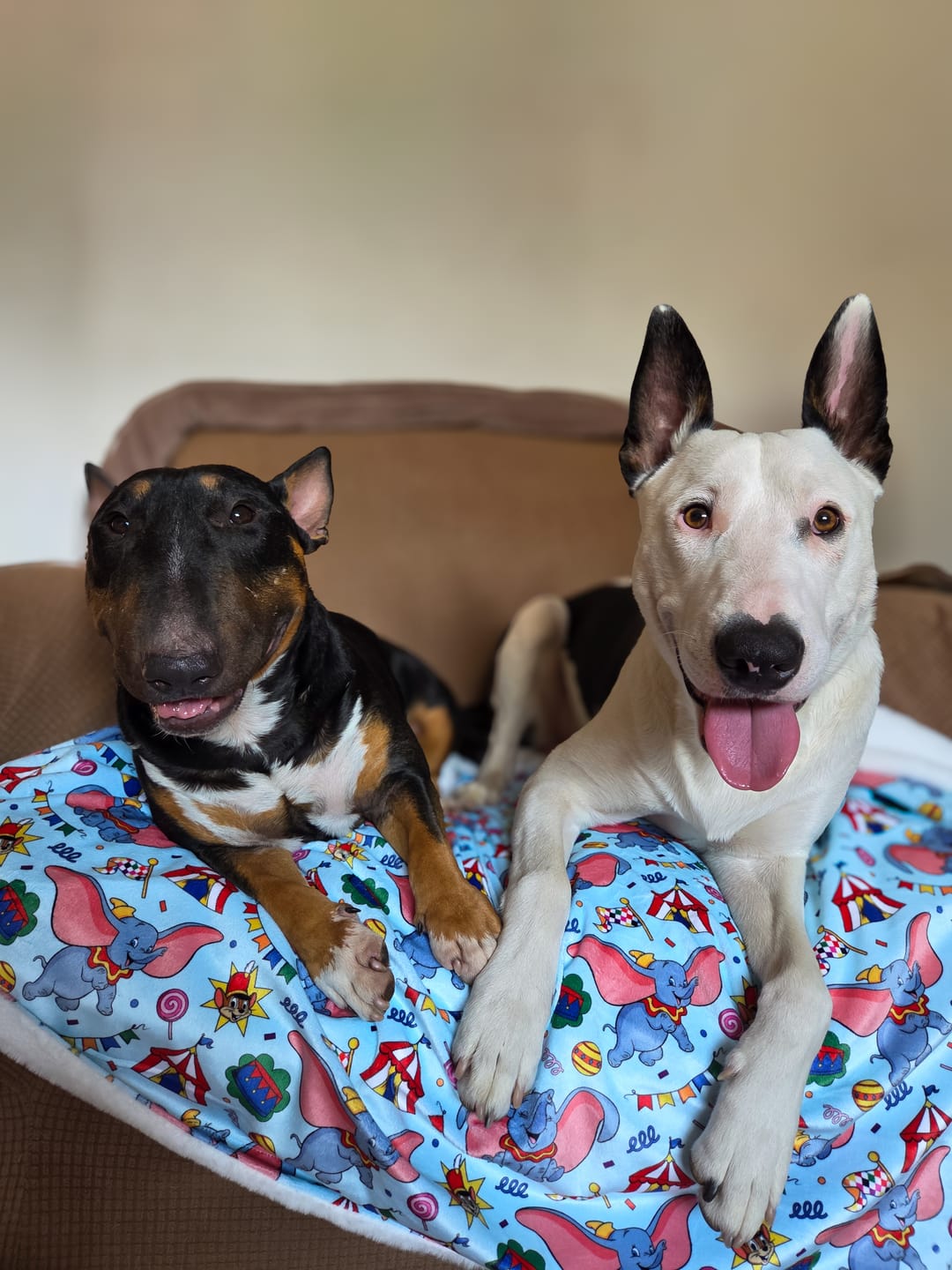 Customer photo review of Disney© Dog Blanket - Dumbo