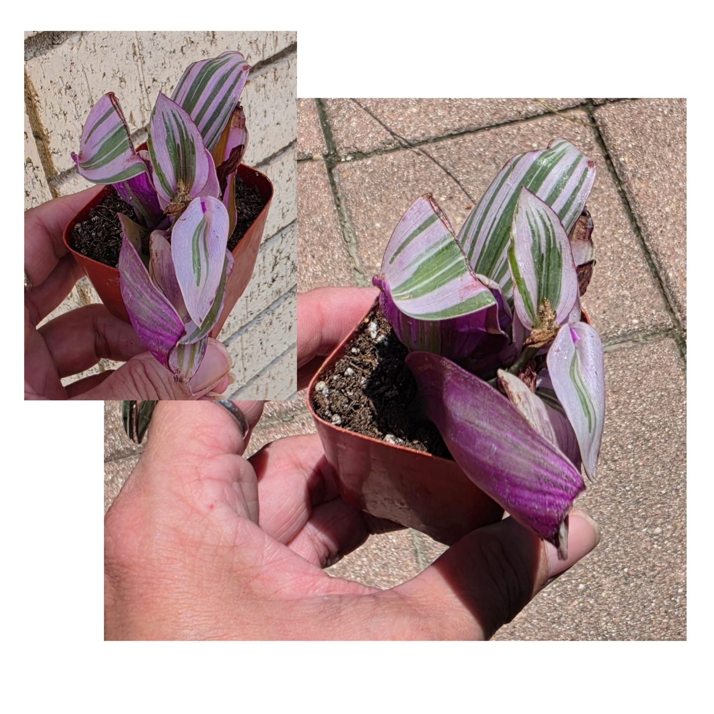 Customer photo review of Pink Furry Tradescantia