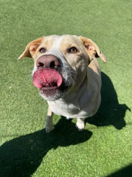 Customer photo review of Cutest Pets of Pupvote Summer 2026