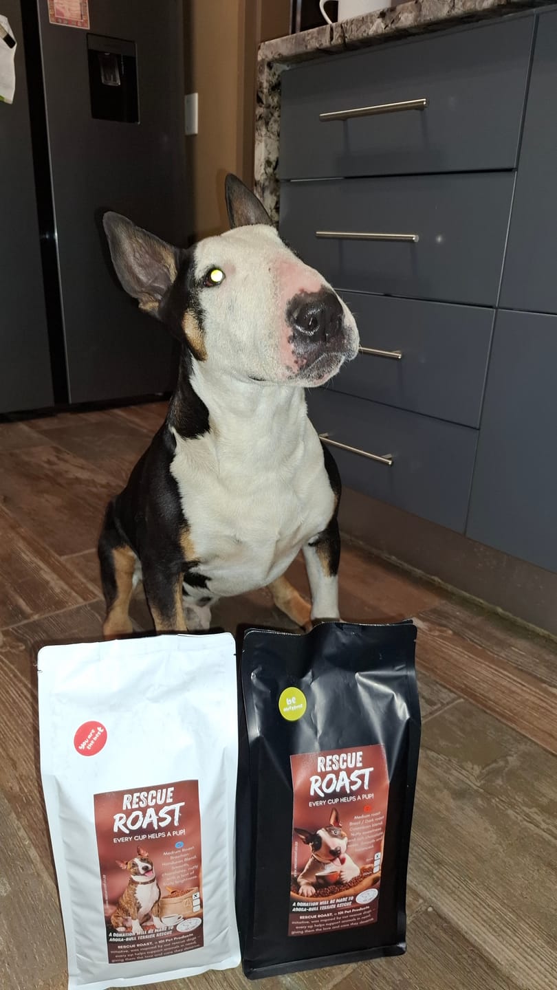 Customer photo review of Everyday Hero (Adora-Bull Bull Terrier Rescue) #4