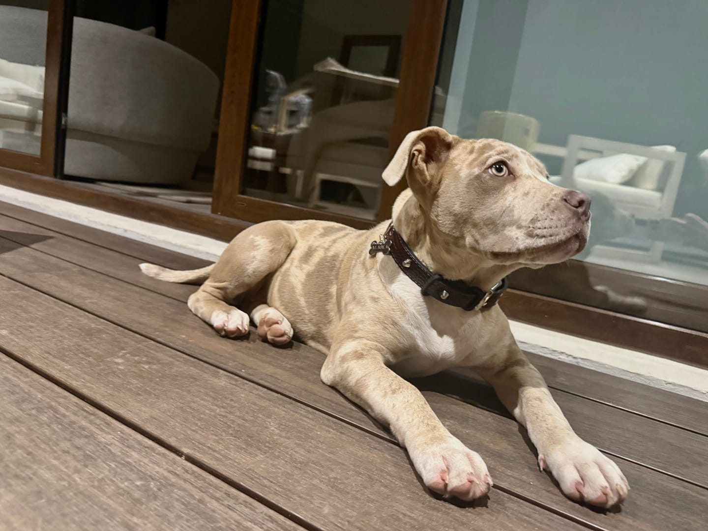 Customer photo review of Collar Cuero 2.5 cm para Perros - Street Dogs - Red Wine