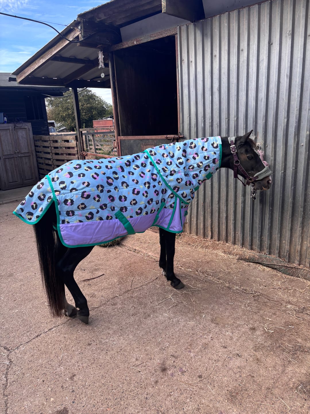 Customer photo review of Pony Princess Stable Rug