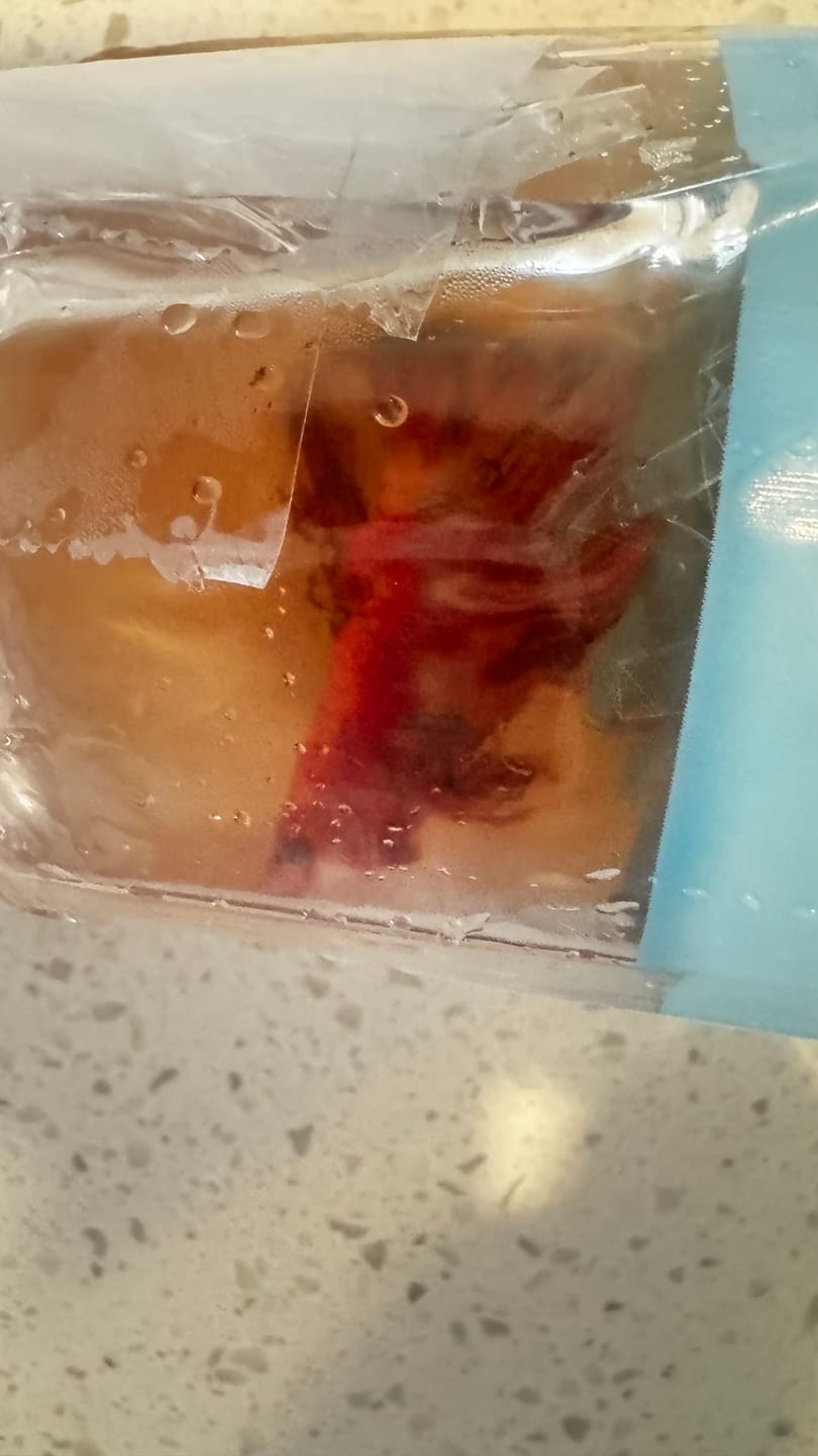 Customer photo review of Koi Galaxy Halfmoon Prakat Betta Fish (Male)