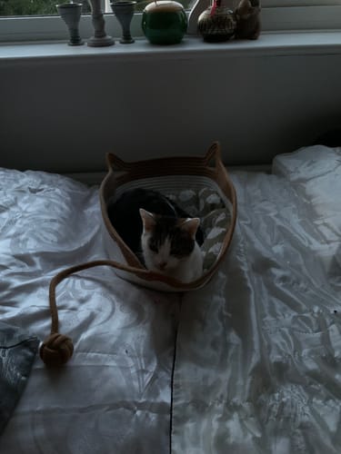 Customer's cat curled up inside the Instinct Basket on a bed