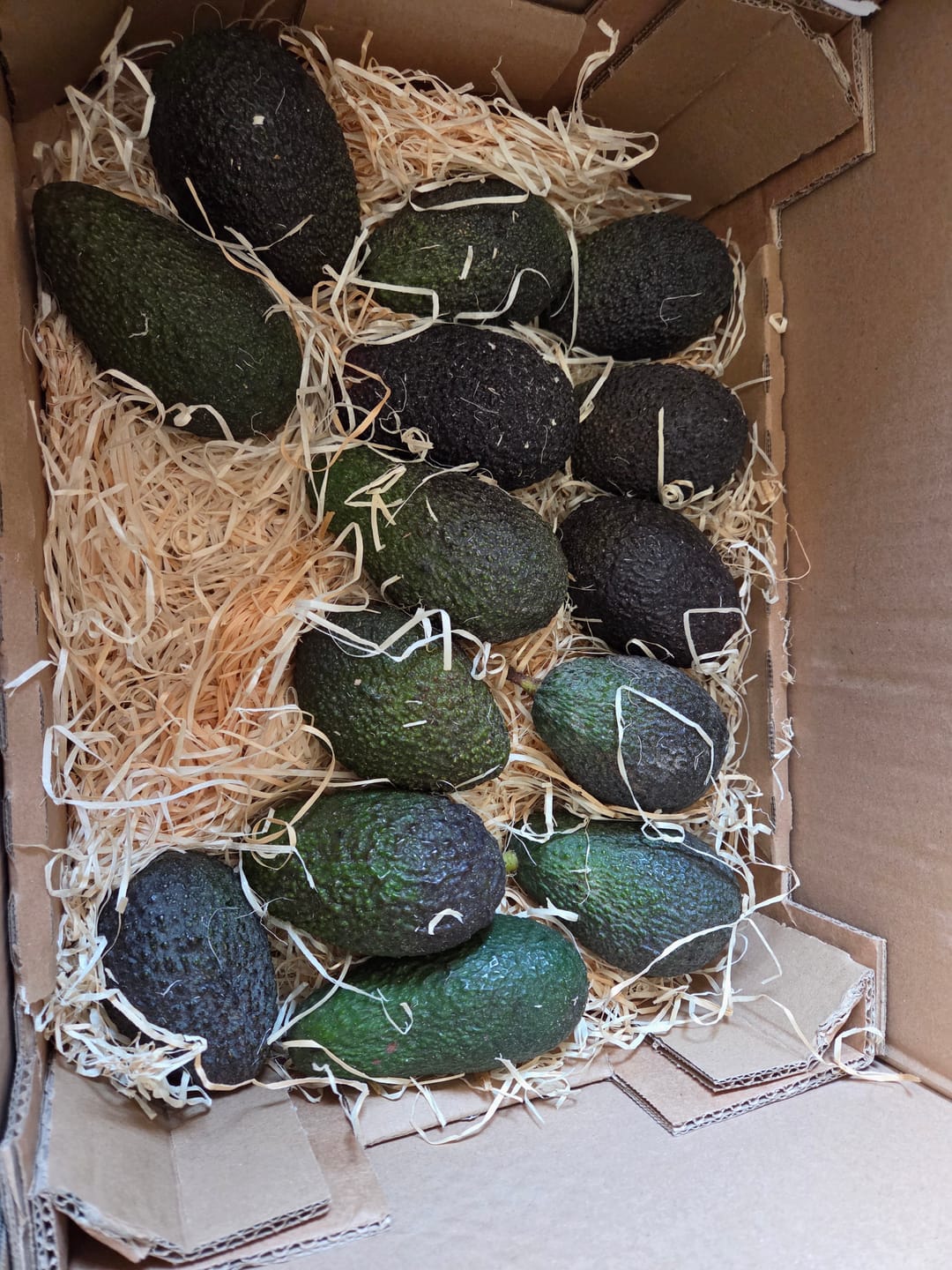 Customer photo review of Avocado Hass & Lamb Hass 15 Monate baumgereift von Julian