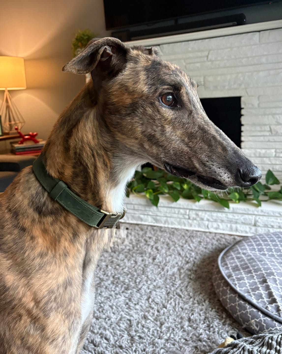 Customer photo review of Personalized Dog Collar with Rustic Buckle | Crazy Horse Leather