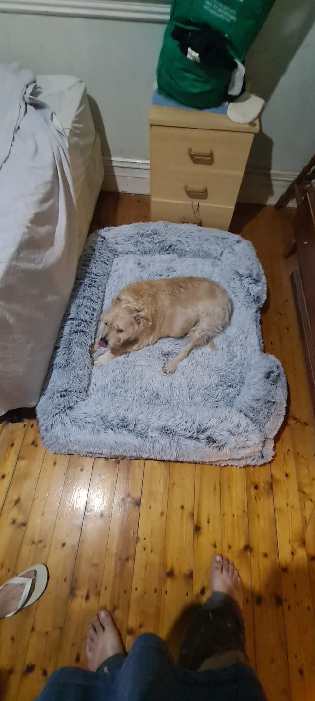 Customer photo review of Pet Orthopaedic Bed