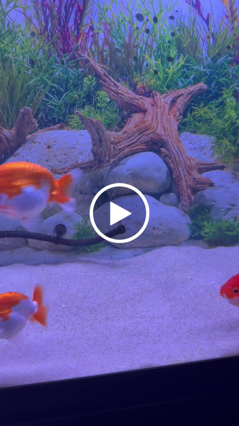 Customer video review of Live Premium Fancy Goldfish Thai Lionchu Red & White Our Choice (Our Choice)