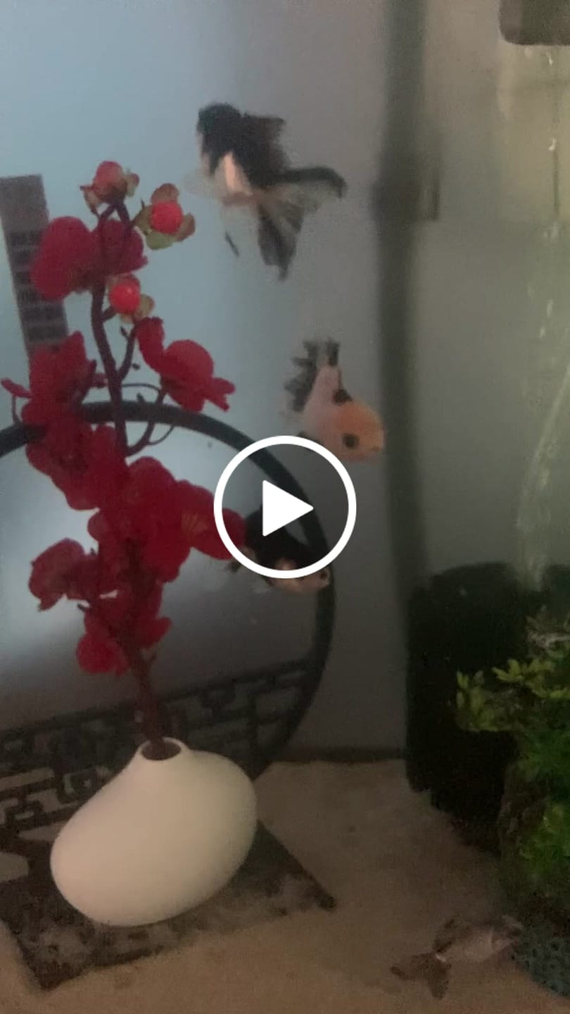Customer video review of Live Premium Fancy Goldfish Thai Oranda 2"-4" Body Panda (Our Choice)