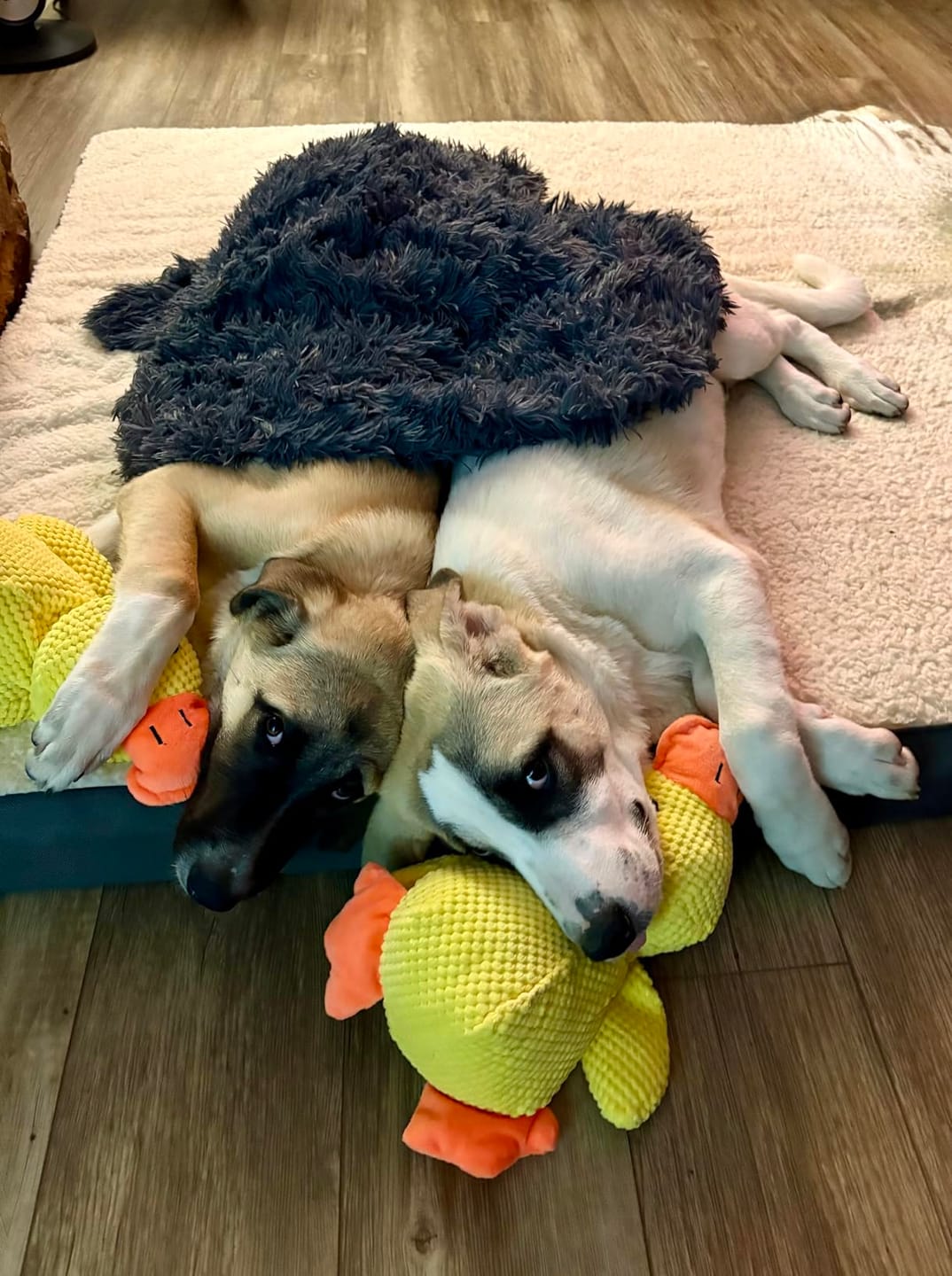 Customer photo review of Canard Anti-Stress