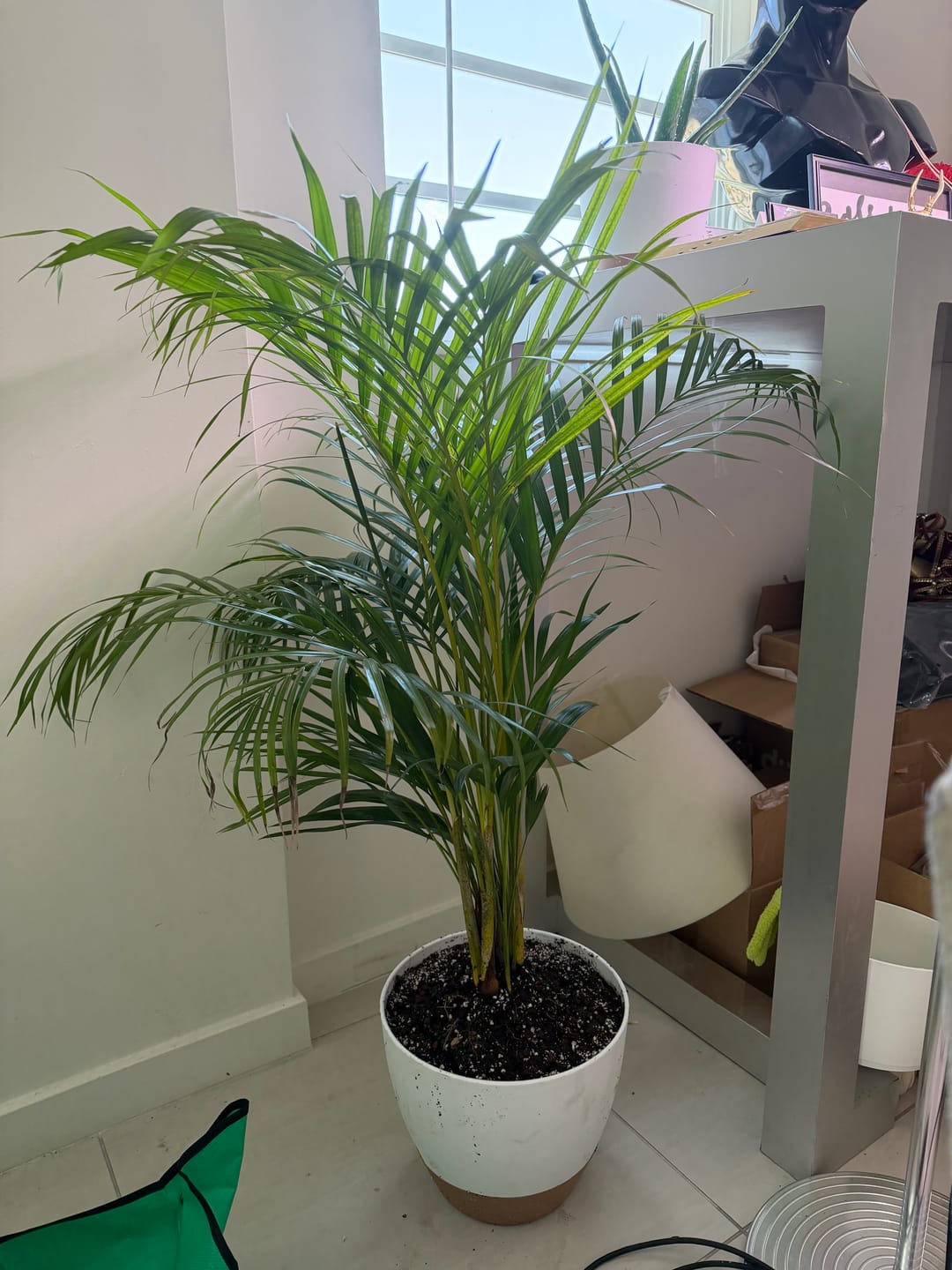 Customer photo review of Areca Palm, Golden Cane, Dypsis Lutescens