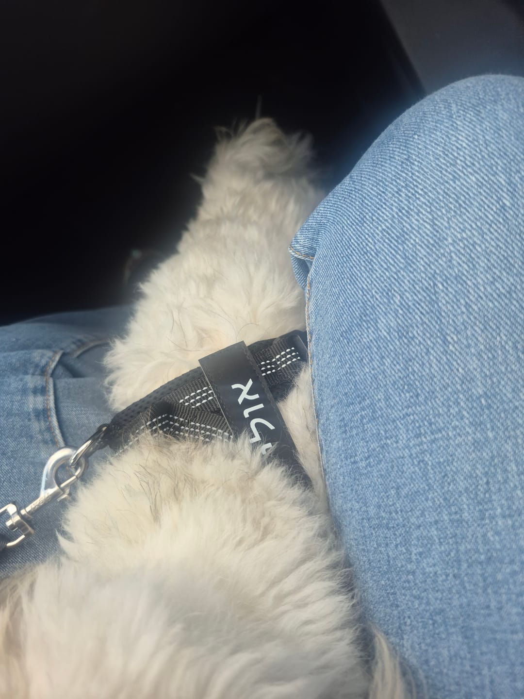 Customer photo review of SafeWalk® No-Pull 2.0 - רתמה נגד משיכות מותאמת אישית