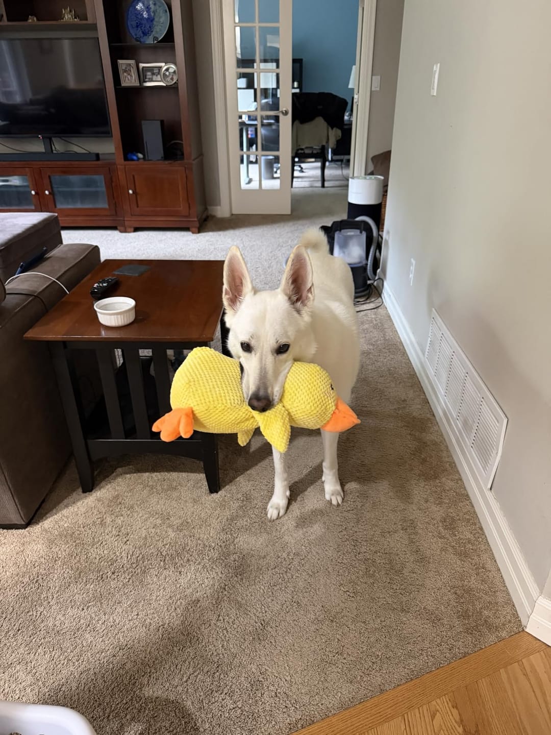 Customer photo review of Canard Anti-Stress