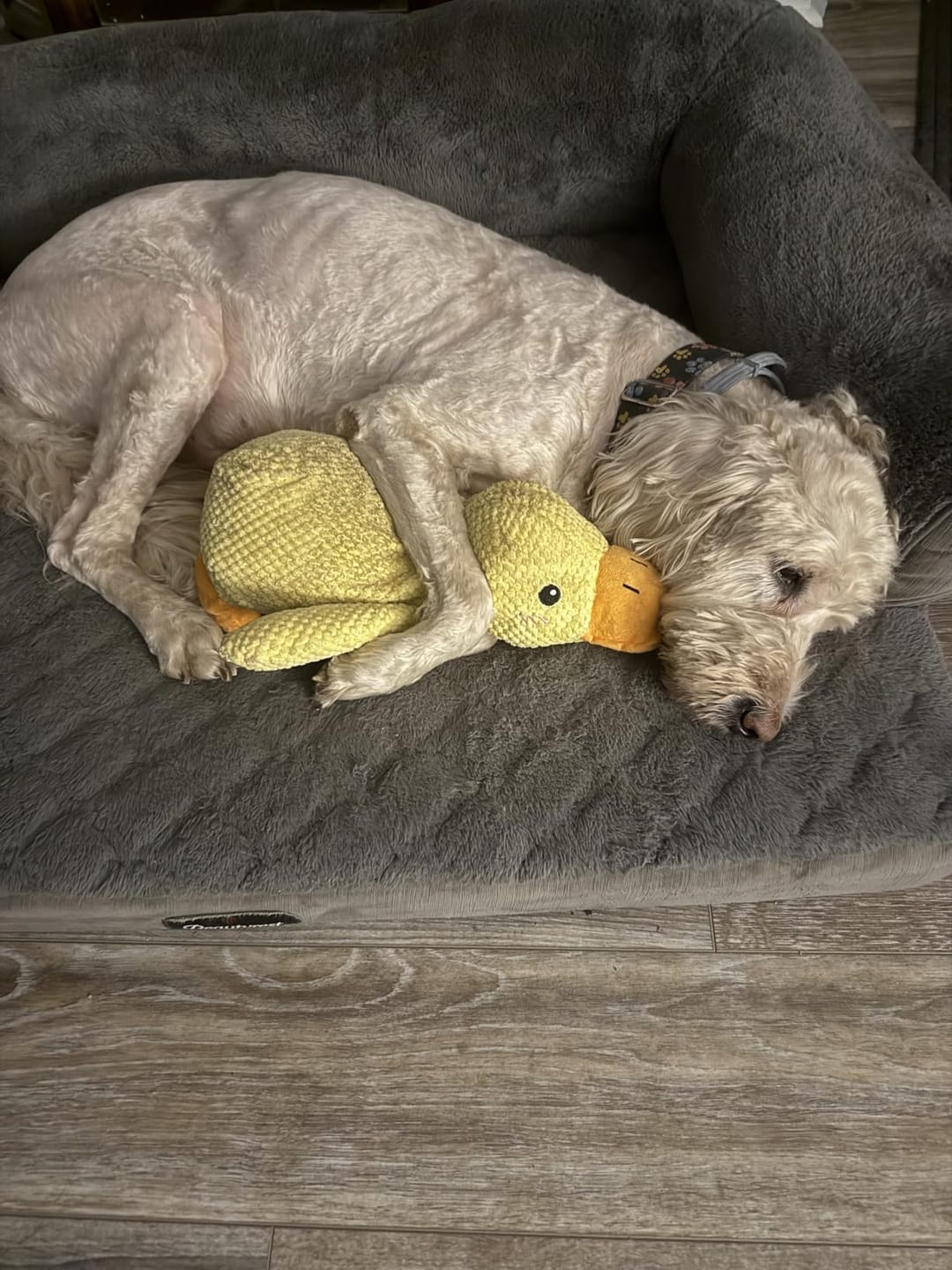 Customer photo review of Canard Anti-Stress