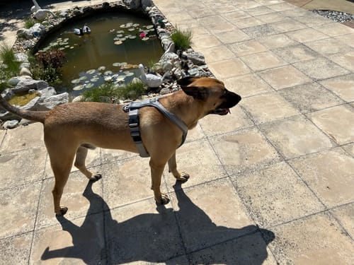 Customer's Slip on Harness in metal grey worn by a dog standing on a patio next to a garden pond.