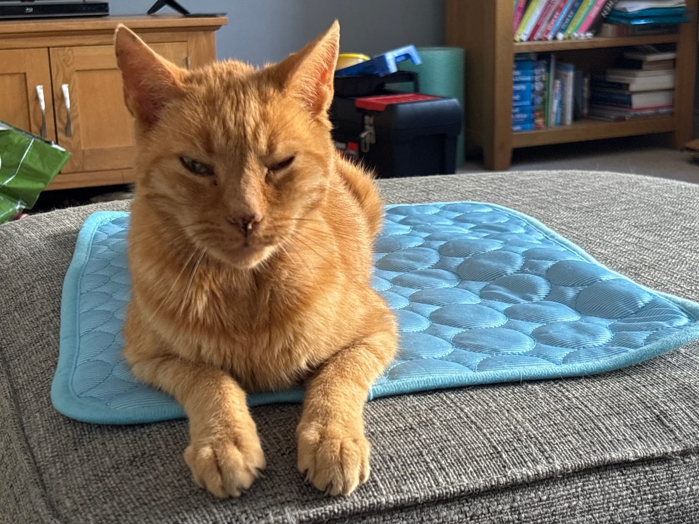 Customer photo review of The Ultimate Cooling Pet Mat