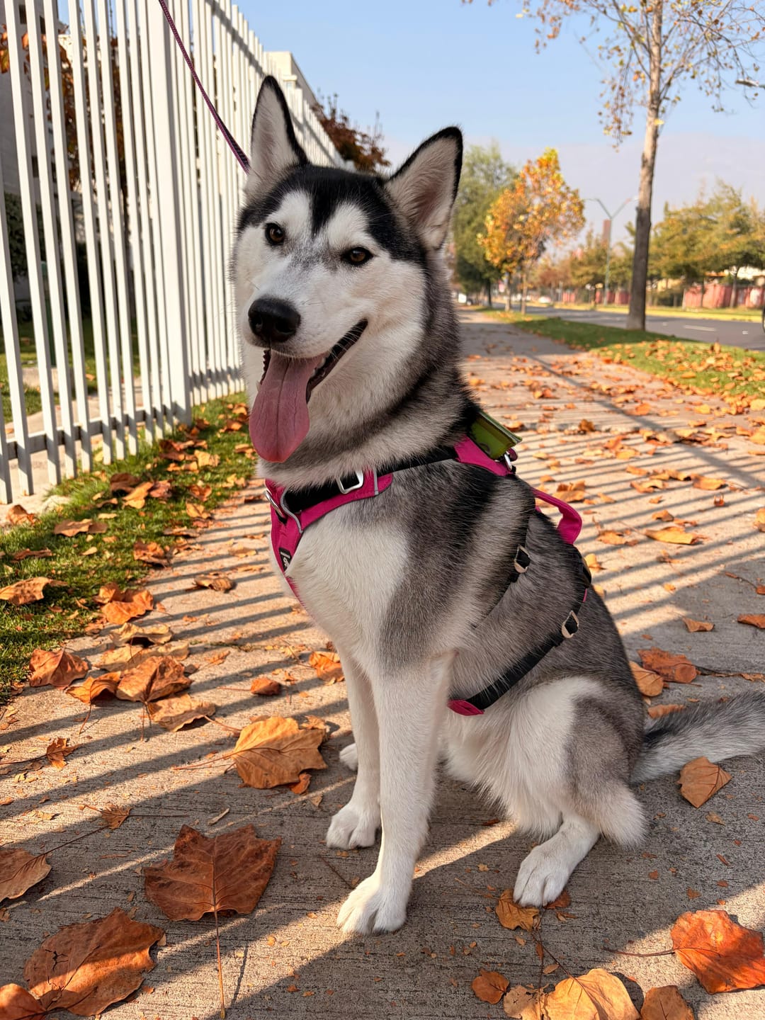 Customer photo review of Arnés Anti-Escape Security Fit para Perros - Street Dogs - Pink