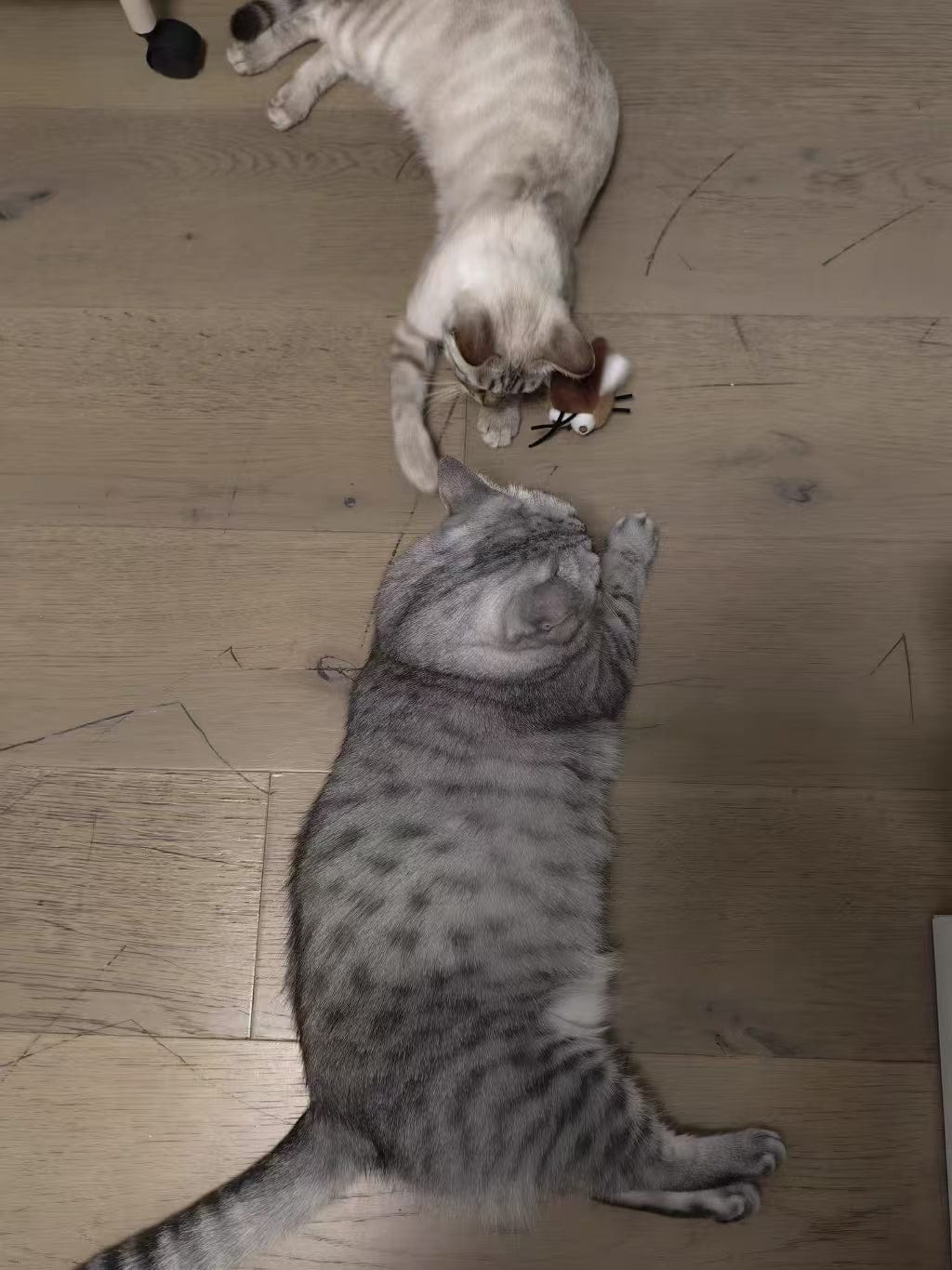 Customer photo review of FlutterBloom™ Rechargeable Flapping Butterfly Cat Toy