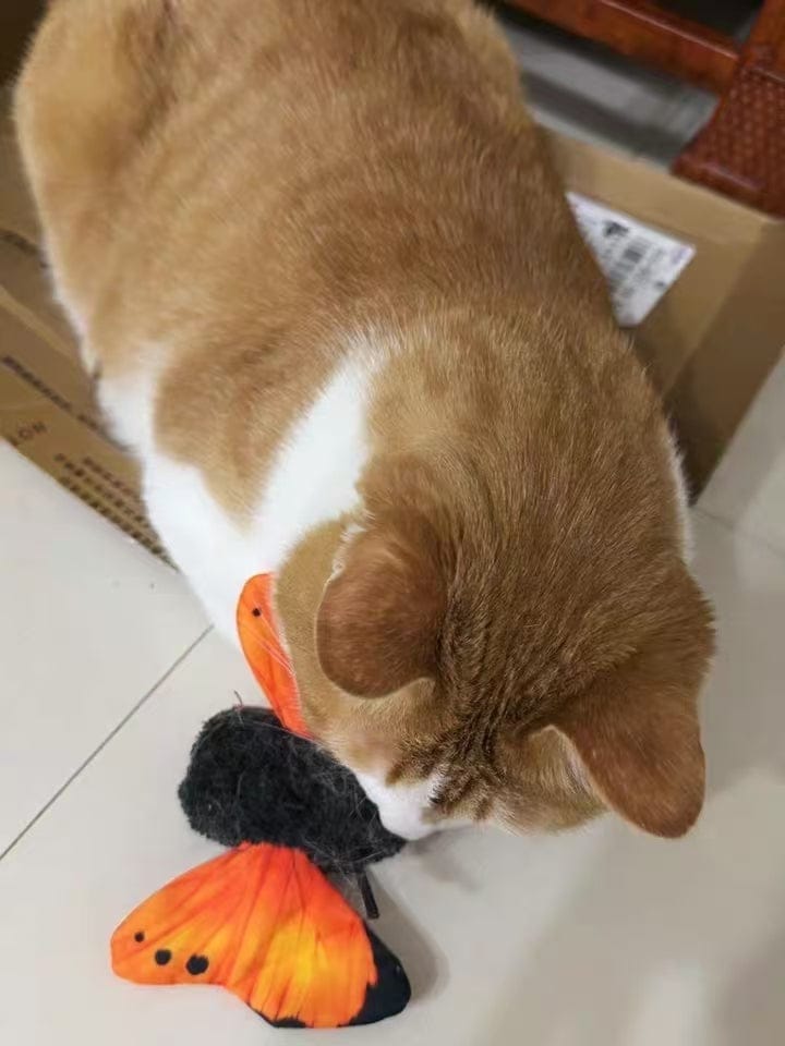 Customer photo review of FlutterBloom™ Rechargeable Flapping Butterfly Cat Toy
