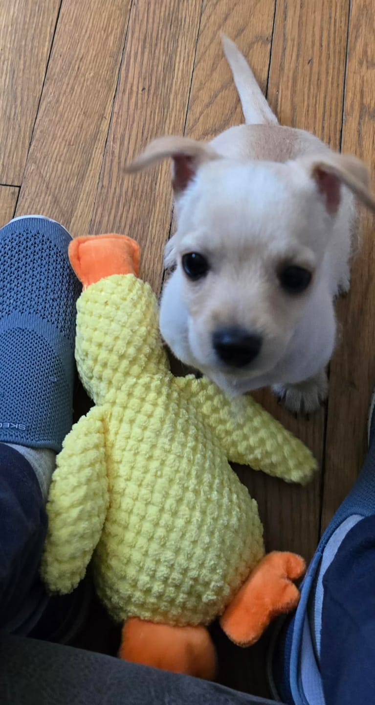 Customer photo review of Canard Anti-Stress