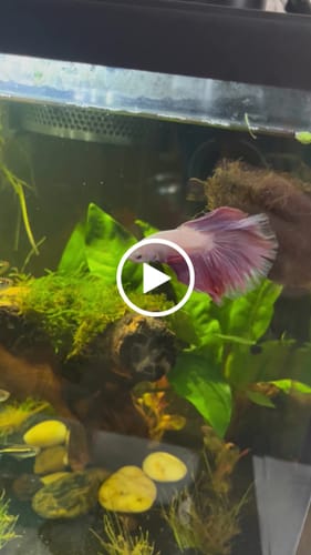 Customer video review of Purple Halfmoon Male Betta Fish | Grower's Pick