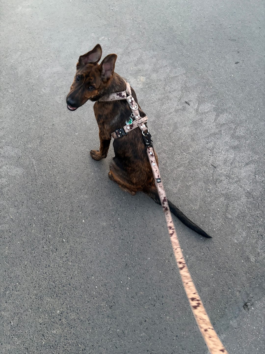 Customer photo review of Easy Walk Extreme Camo Beige - Sele med snabbspänne