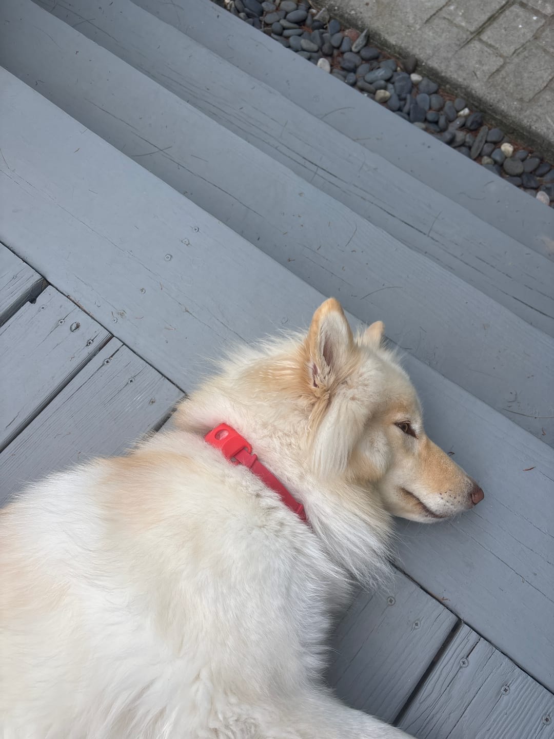 Customer photo review of FurLife™ 12 Months Flea and Tick Free