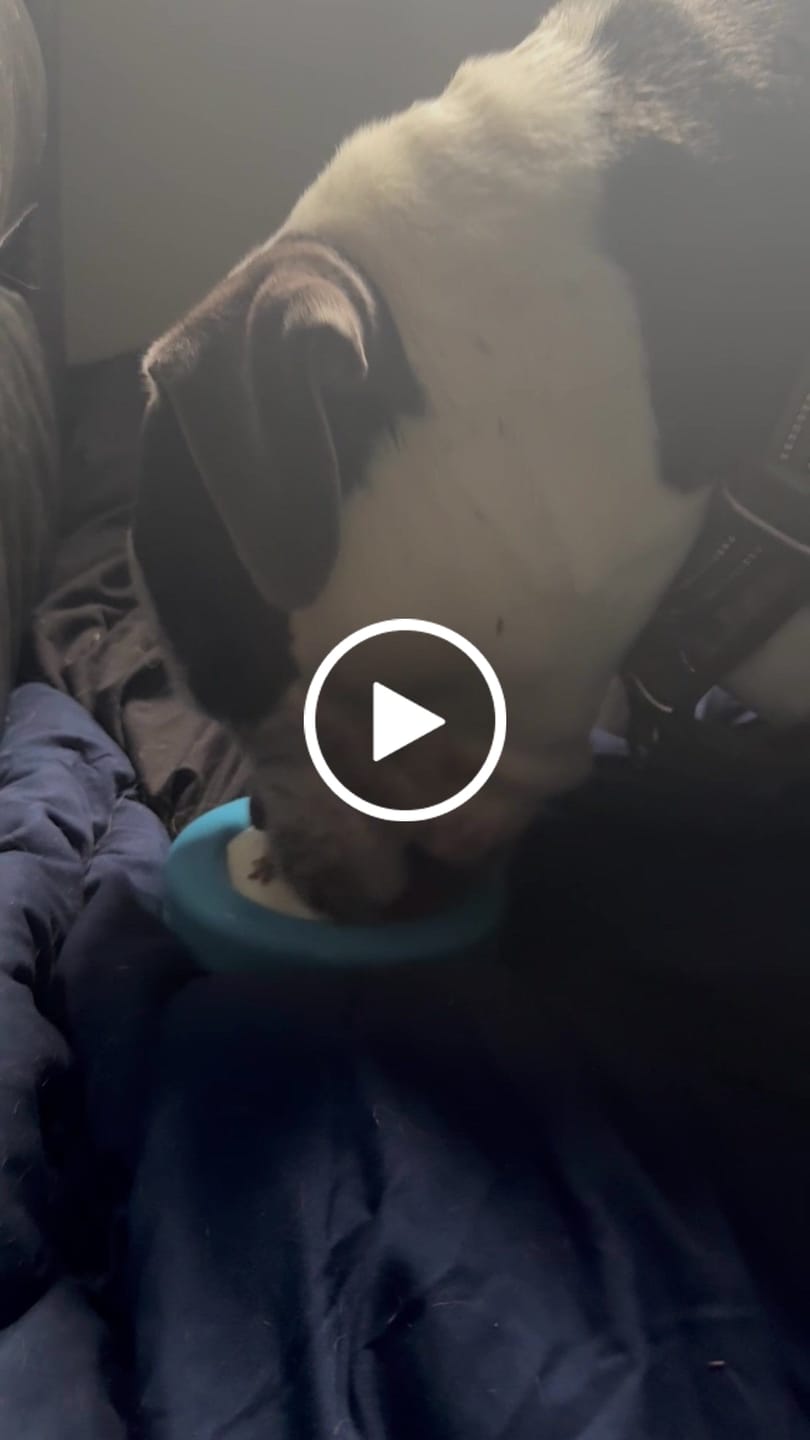 Customer video review of FreezLava Heavy-Duty Enrichment Chew