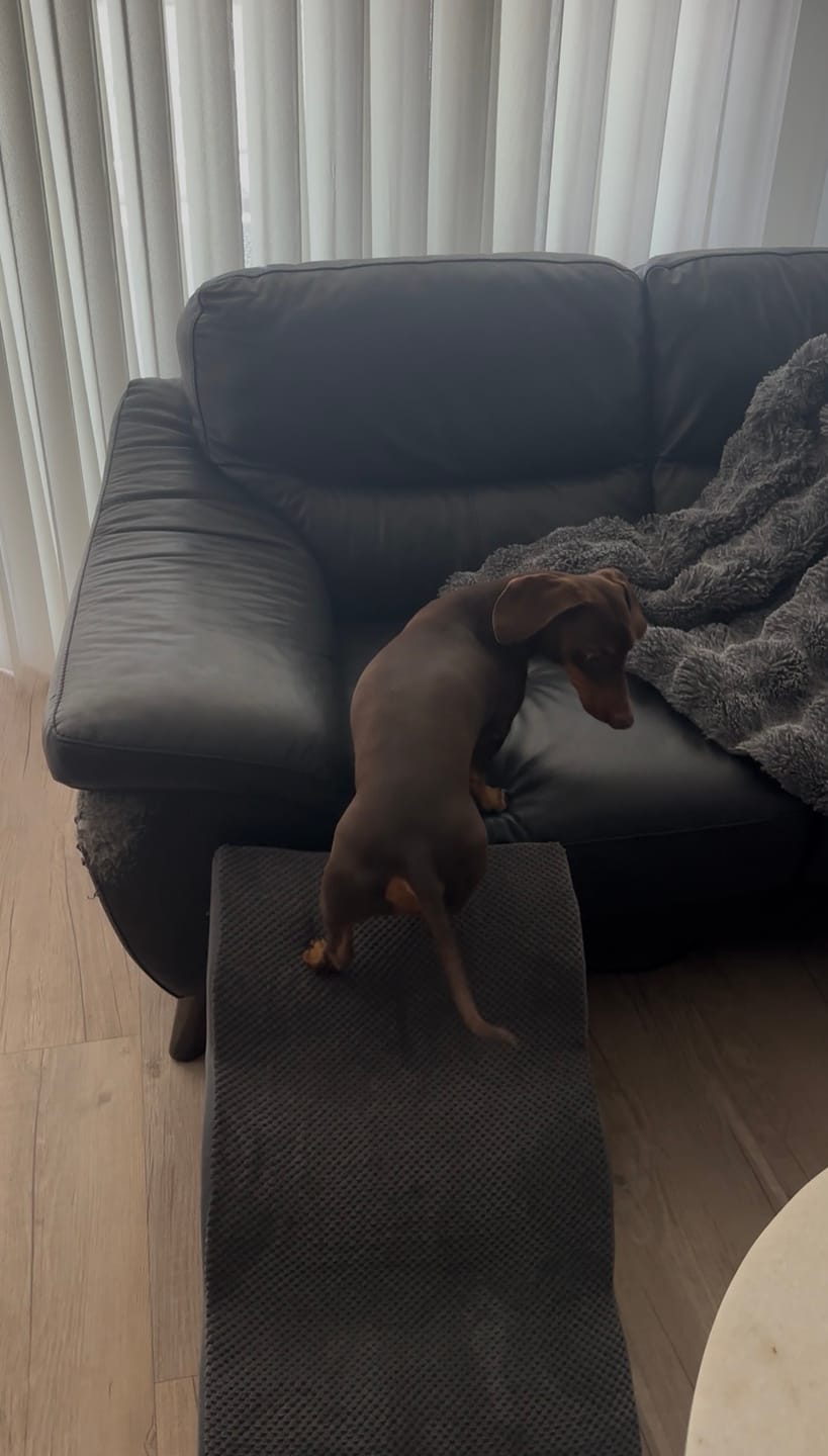 Customer photo review of Foam Pet Steps for Small & Large Dogs