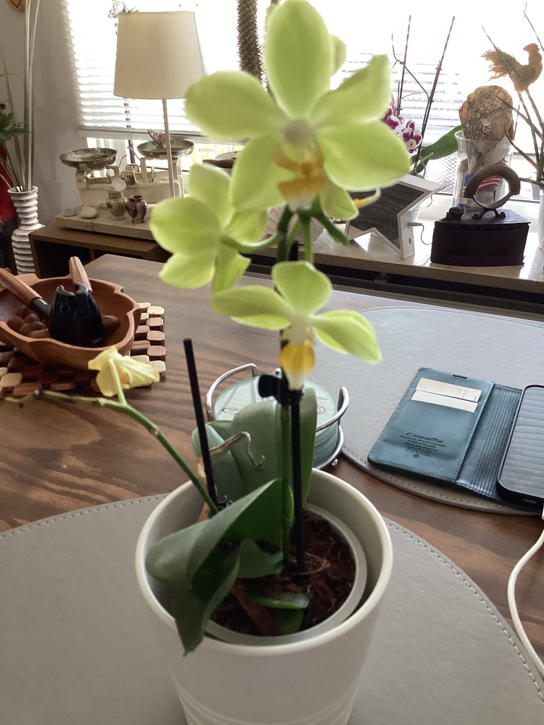 Customer photo review of Table Dance La Paz mit gelben Blüten und 2 Rispen