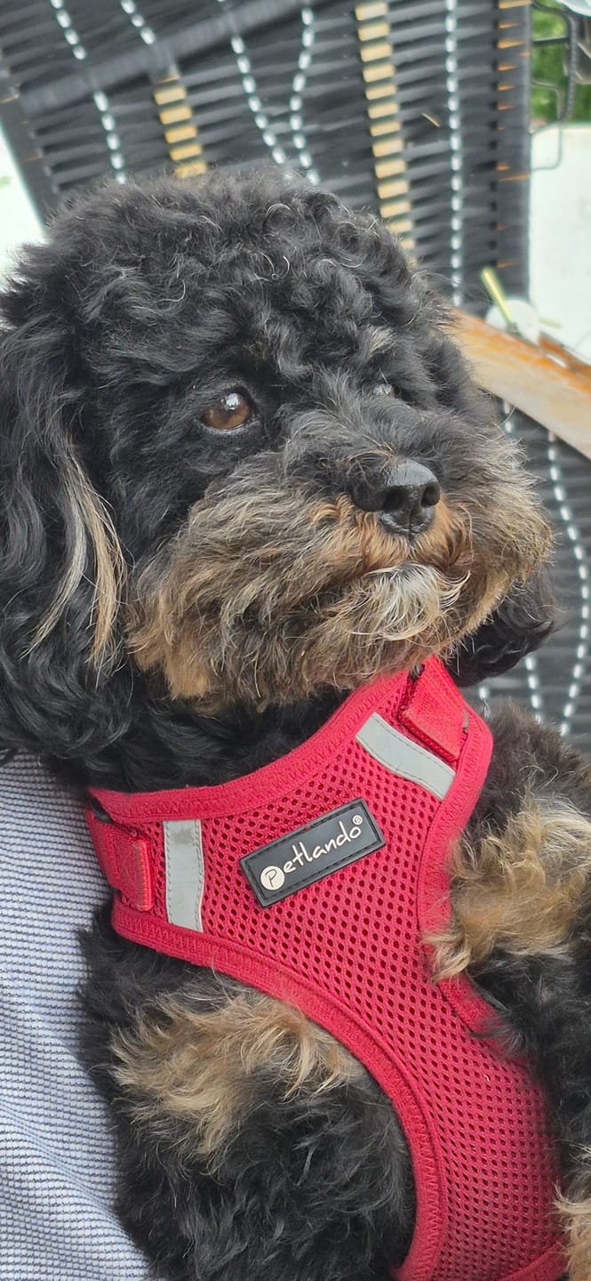 Customer photo review of Wurmtest Plus Hund