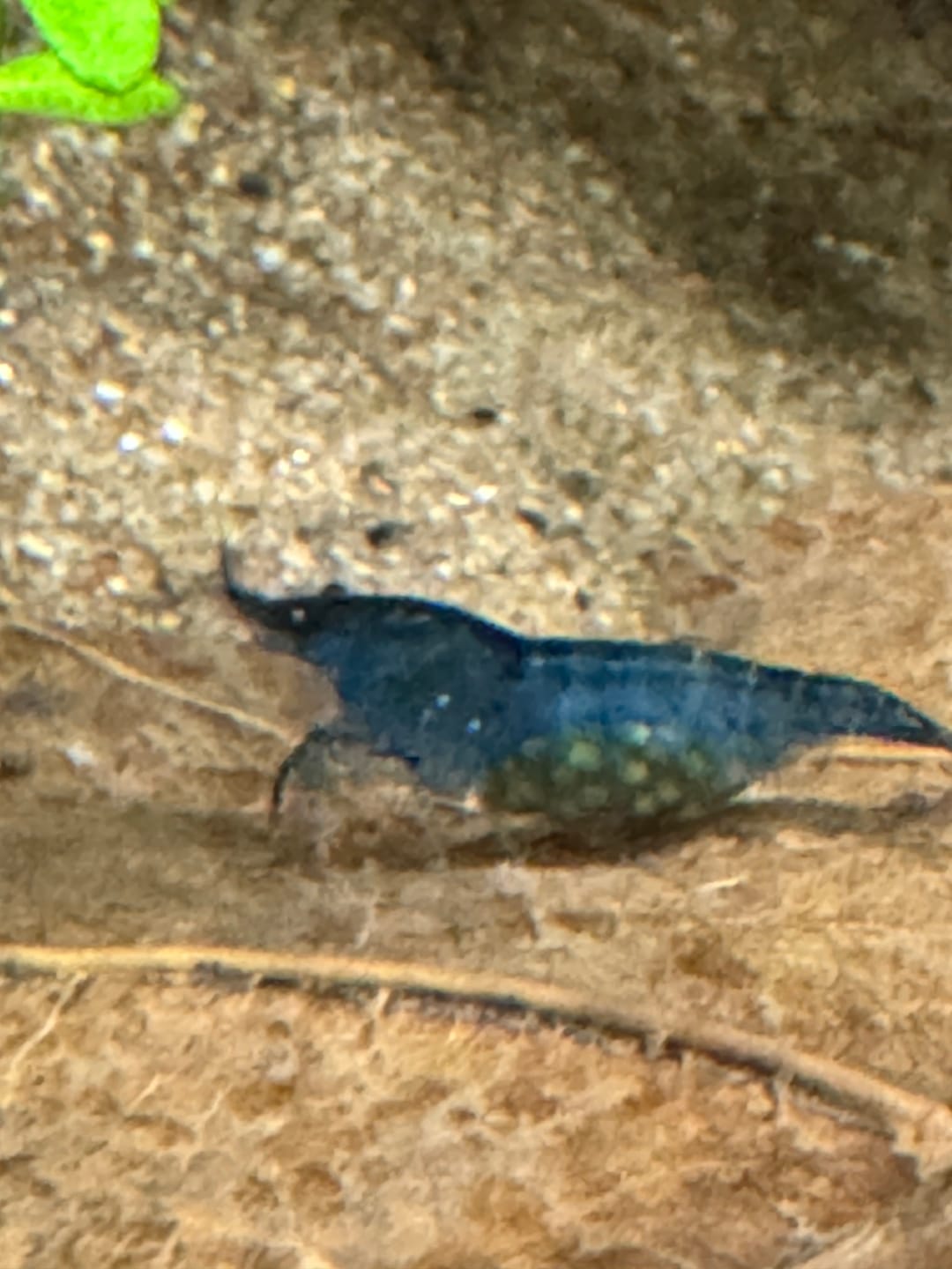 Customer photo review of Blue Dream Shrimp