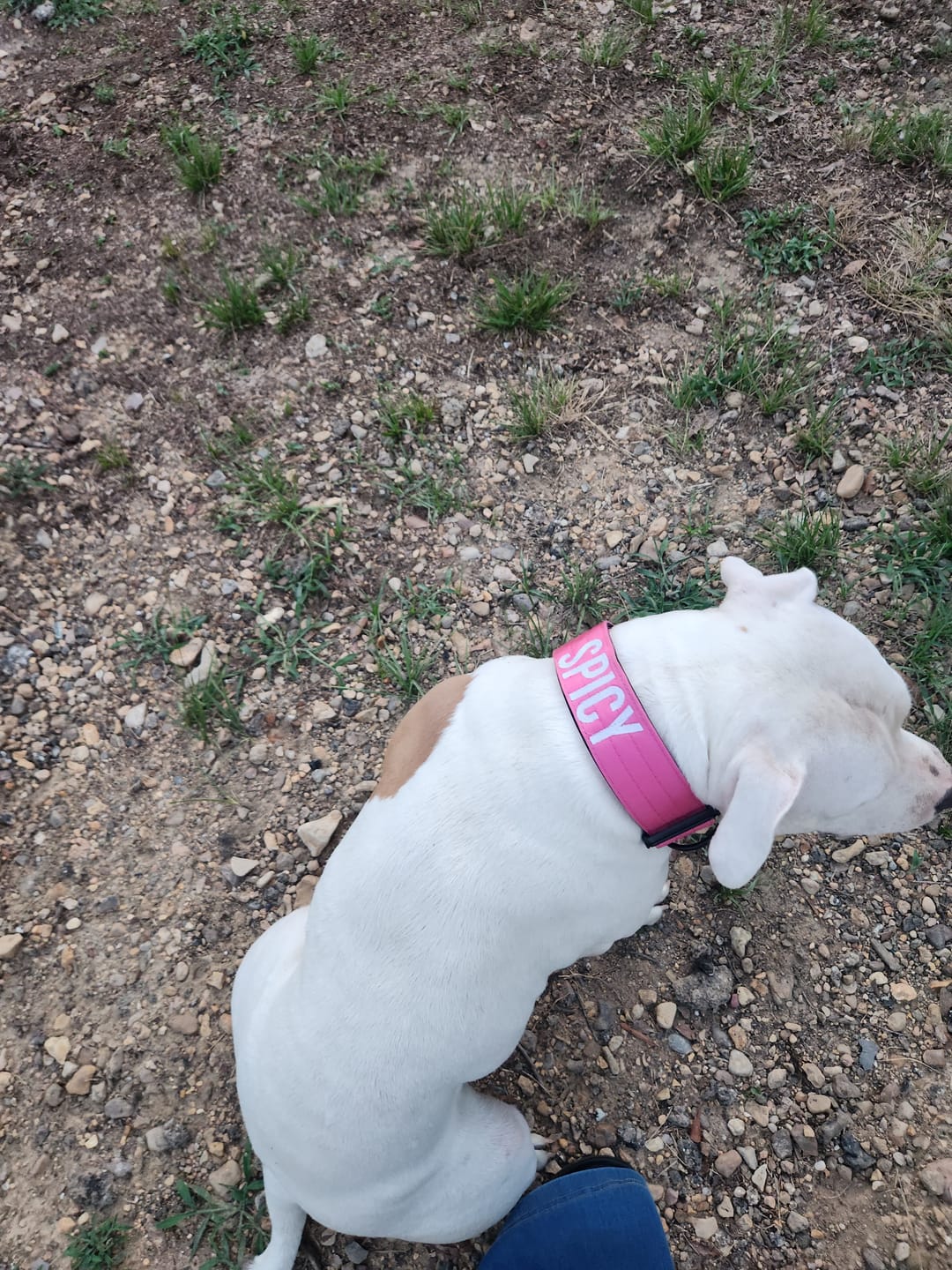 Customer photo review of Bully Proof Collar