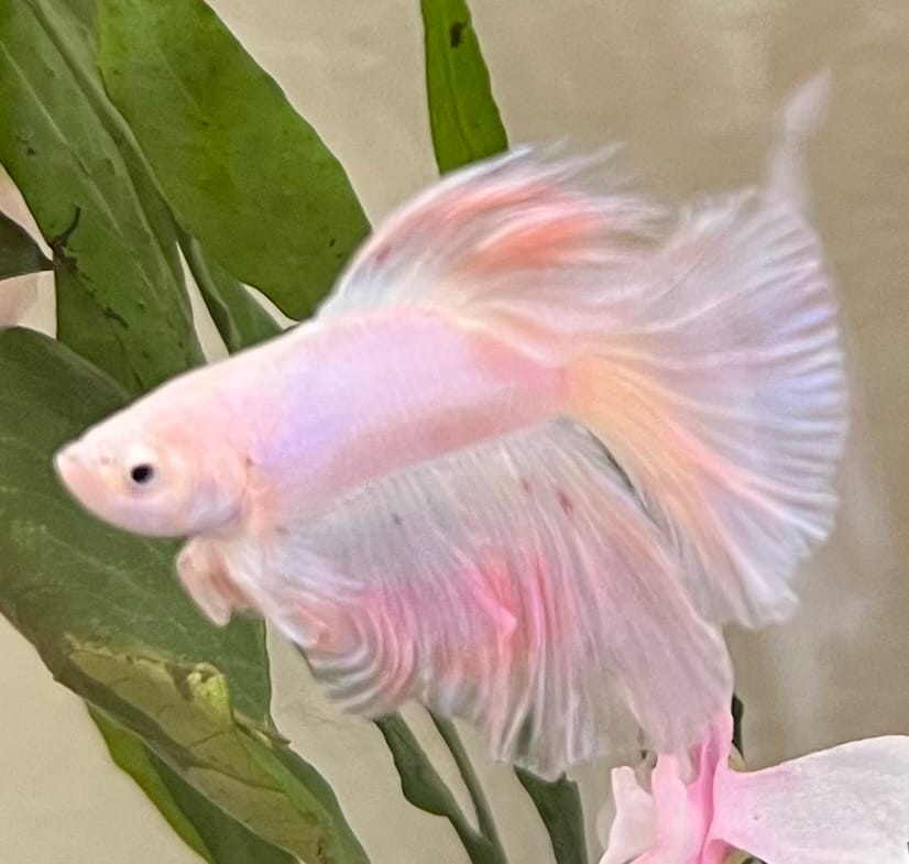 Customer photo review of Pink Halfmoon Male Betta Fish | You Pick Fish | Order Directly From Farm
