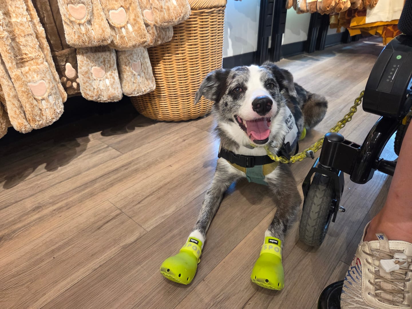 Customer photo review of WagWellies® Sport
