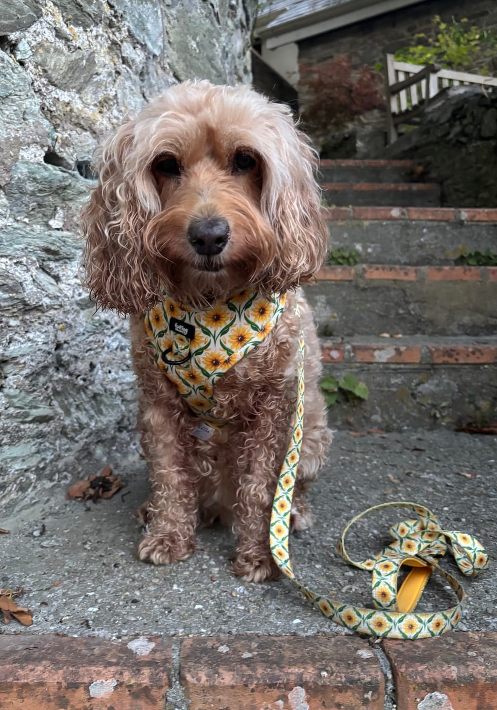 Customer photo review of Adjustable Dog Harness - Sunny Paws