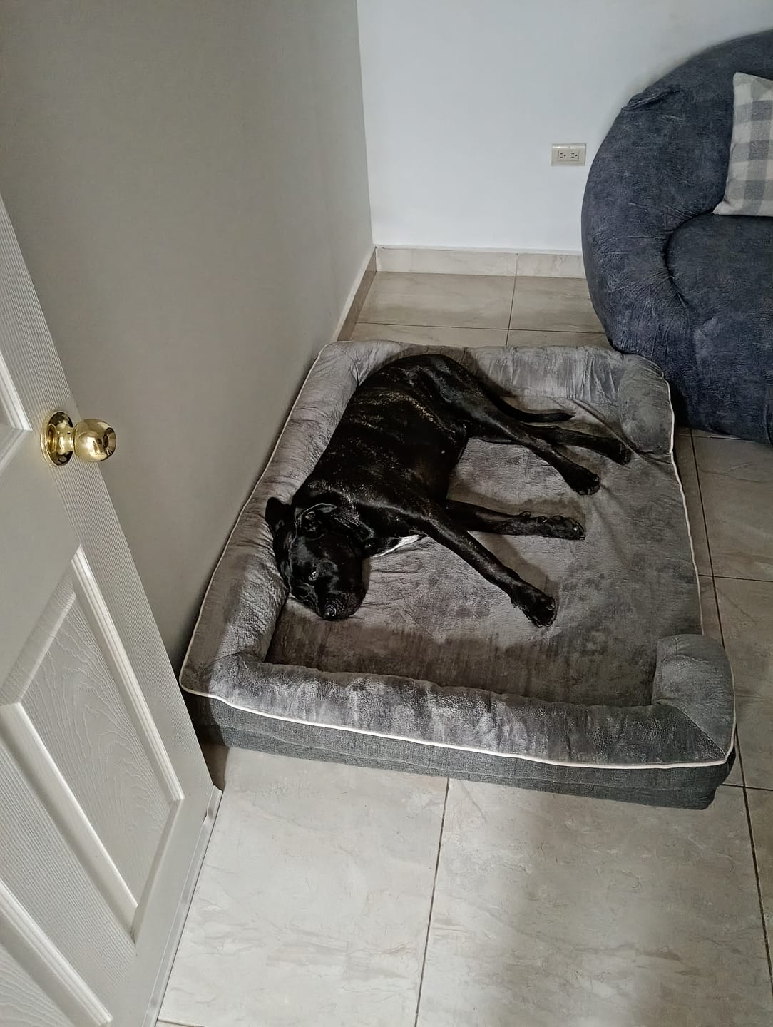 Customer photo review of Cama Ortopédica para Perros