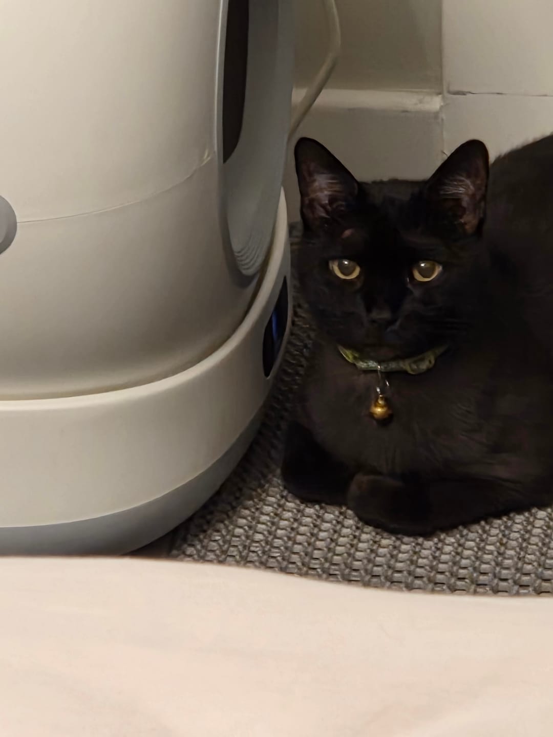 Customer photo review of Otomatik Kedi Tuvaleti (Kameralı) | 72 Lt, 1080p, Mobil Kontrol, Wifi, Akıllı Kedi Tuvaleti (X8623)