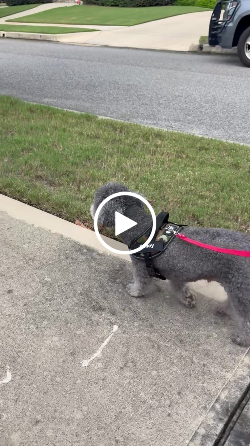 Customer video review of Dogshood ™ Easy On
