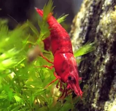 Customer photo review of Fire Red Cherry Shrimp